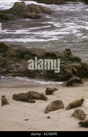 La Jolla beach scuba divers seal les lions de mer Banque D'Images