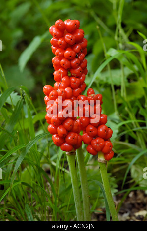 Cuckoo Pint ou Lords and Ladies Arum maculatum trois crampons de fruits rouges Banque D'Images