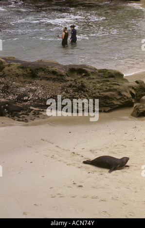 La Jolla beach scuba divers seal les lions de mer Banque D'Images