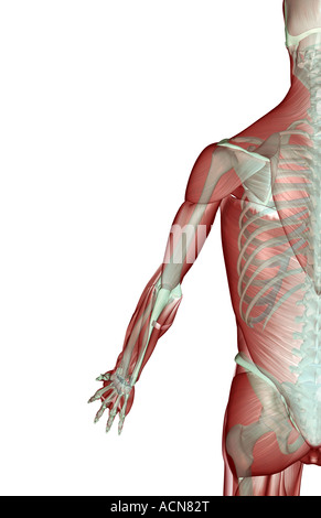 Le musculoskeleton du membre supérieur Banque D'Images