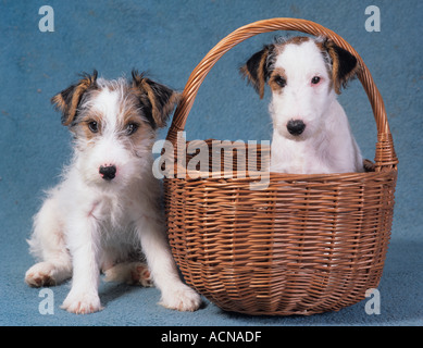 Chiots Fox Terrier Banque D'Images