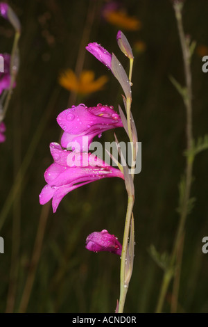 Glaïeul des marais floraison avec gouttes de rosée Bavaria Allemagne Europe Banque D'Images