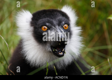 Noir et blanc la gélinotte lemur le varecia variegata Banque D'Images