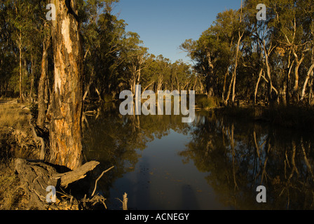 Murray River Redgums Banque D'Images