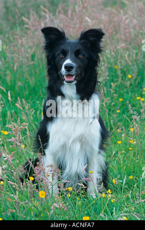 Portrait de Border Collie Banque D'Images