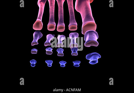 Les os du pied Banque D'Images