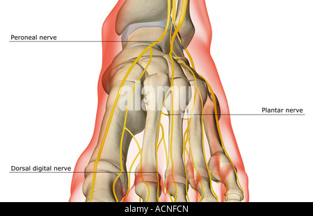 Les nerfs du pied Banque D'Images