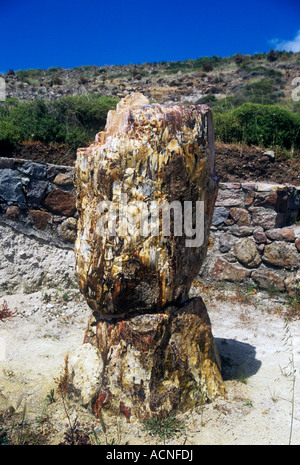 Tronc d'arbre fossilisé dans la forêt pétrifiée de Lesbos, Grèce, Banque D'Images