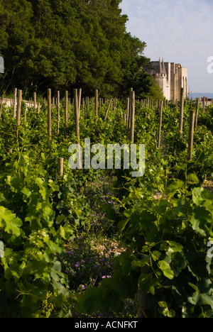 Avignon France Rocher des Doms un petit vignoble avec le Palais des Papes en arrière-plan Banque D'Images