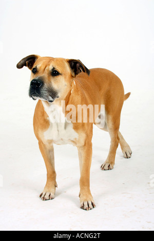 American Staffordshire Terrier Banque D'Images