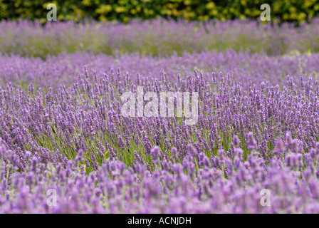 Lavande Lavendula Angustifolia Heacham Norfolk Norfolk UK Banque D'Images