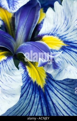 Iridaceae Iris ensata rivulets de vin Banque D'Images