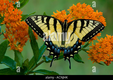 Eastern Tiger Swallowtail Butterfly Papilio glaucus sur l'Asclépiade tubéreuse Asclepias tuberosa E USA Banque D'Images