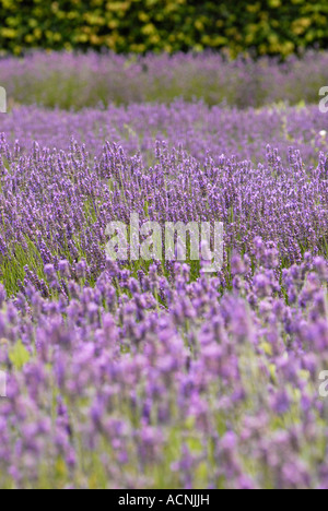 Lavande Lavendula Angustifolia Heacham Norfolk Norfolk UK Banque D'Images