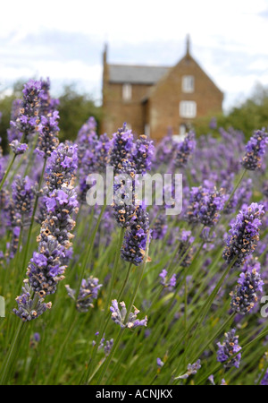 Lavande Lavendula Angustifolia Heacham Norfolk Norfolk UK Banque D'Images