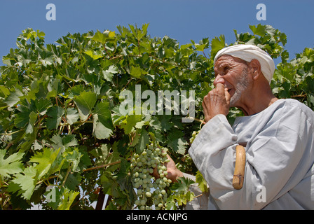 Un villageois palestinien âgé mange des raisins de son vignoble dans le hameau troglodyte de Khirbet Susya, sur la rive ouest d'Israël Banque D'Images