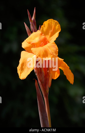 Canna Orange Fleur de lys. Banque D'Images