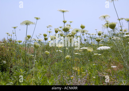 Dent de l'Ammi visnaga Mer de Galilée Israël Banque D'Images