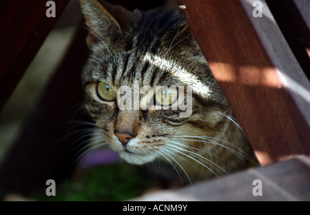 Un chat tigré assis à l'ombre d'un jardin UK Banque D'Images