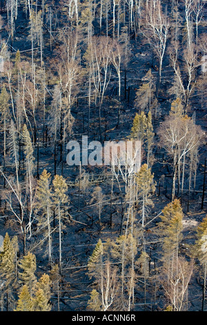 Komsomolsk Russie Juin 2007 Suite d'un incendie de forêt dans une région éloignée de la forêt de la taïga sibérienne Banque D'Images