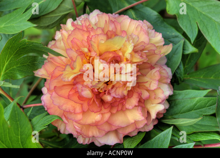 Pivoine arbustive Paeonia Souvenir de Maxime Cornu Banque D'Images