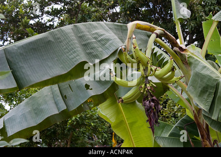 Bananier malade, Panama, Amérique centrale. Banque D'Images