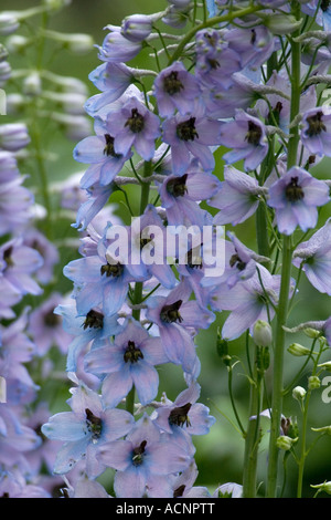 De couleur bleu clair - Delphinium Consolida ajacis Banque D'Images