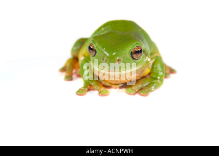 Une rainette de litoria caerula isolé sur fond blanc Banque D'Images