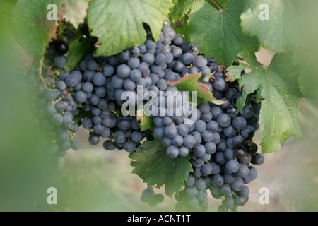 Groupe de black wine grapes on the vine Banque D'Images