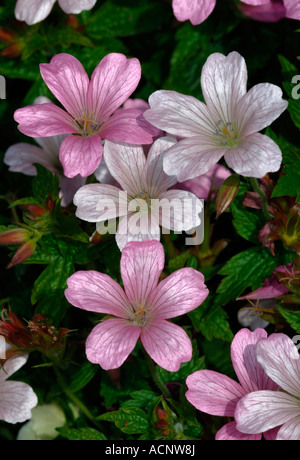 Variété de fleurs. Banque D'Images