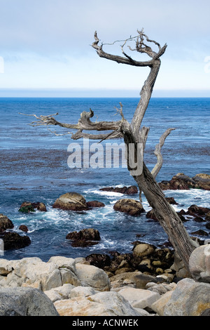 Cypress tree trunk Pebble Beach, Californie Banque D'Images