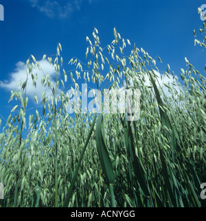 La récolte de l'avoine non mûr dans l'oreille verte sur un ciel d'été bleu Banque D'Images