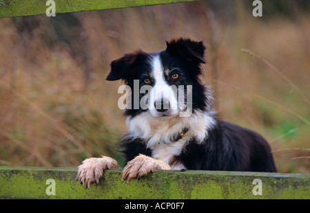 Portrait de Border Collie Banque D'Images