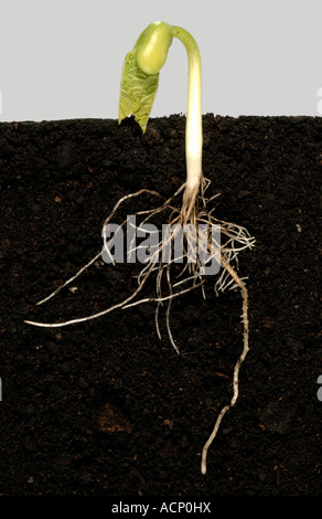 Étape 3 série montrant la germination d'une graine de haricot vert jusqu'à la premières vraies feuilles Banque D'Images