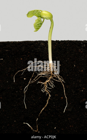 Étape 4 série montrant la germination d'une graine de haricot vert jusqu'à la premières vraies feuilles Banque D'Images