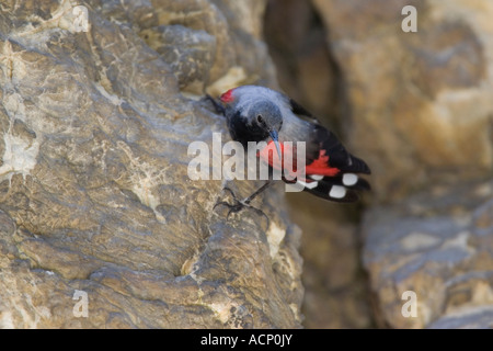 Wallcreeper masculins sur falaise dans les gorges de Trigrad, Bulgarie Banque D'Images