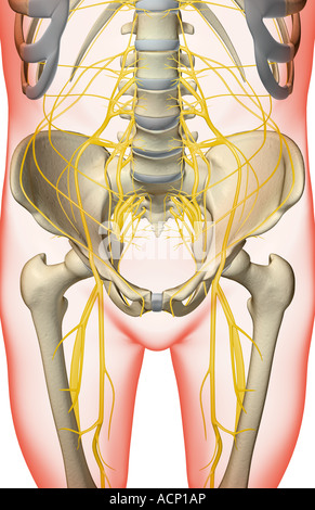 Les Nerfs du pelvis Banque D'Images