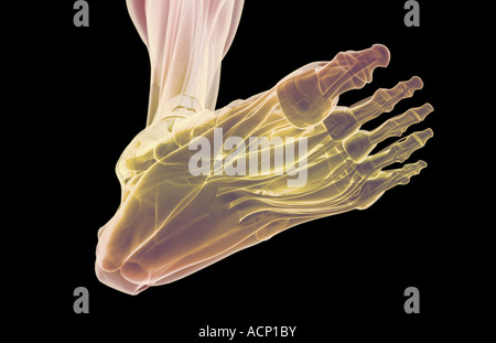 Les muscles du pied Banque D'Images