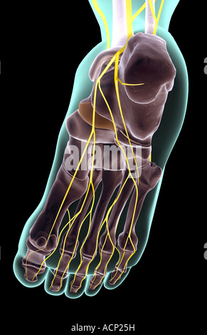 Les nerfs du pied Banque D'Images