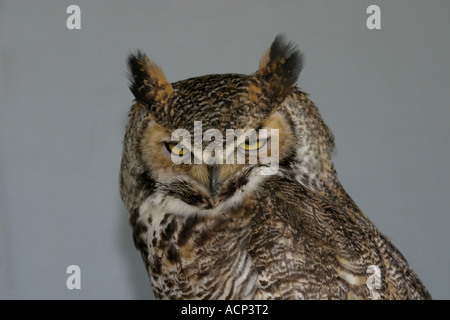 Les oiseaux de l'Amérique du Nord, Alberta Canada Grand-duc d'Amérique, Bubo virginianus Banque D'Images