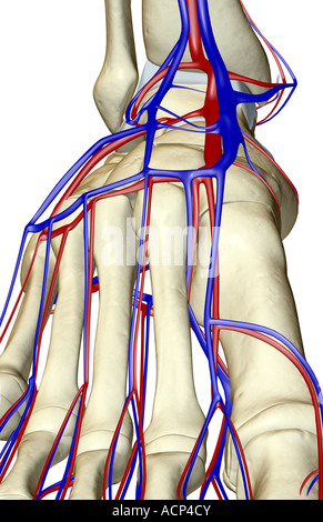 L'approvisionnement en sang du pied Banque D'Images