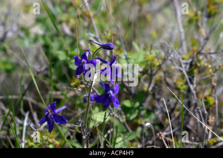 Larkspur delphinium bicolor bas Banque D'Images