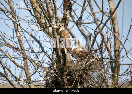 Birds of North America Red tailed hawk Buteo jamaicensis. paire - nicher dans un arbre Banque D'Images