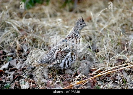 Les oiseaux de l'Amérique, le tétras du Canada Falcipennis canadensis Banque D'Images