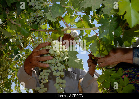 Un vieux villageois palestiniens raisins récoltes à partir d'un champ cultivé dans la grotte hameau de Khirbet Susya en Cisjordanie Israël Banque D'Images