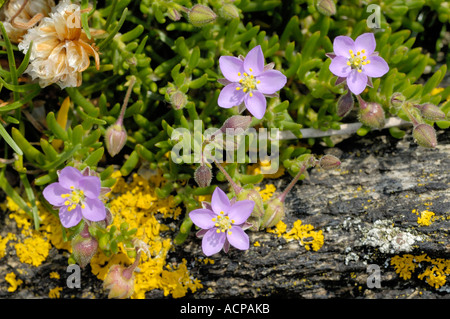 Rock Sea-spargoute des champs, Spergularia rupicola Banque D'Images