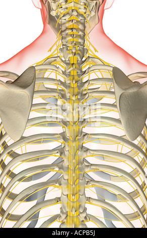 Les nerfs du dos inférieur Banque D'Images