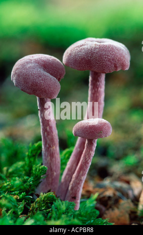 Amethyst Deceiver Banque D'Images