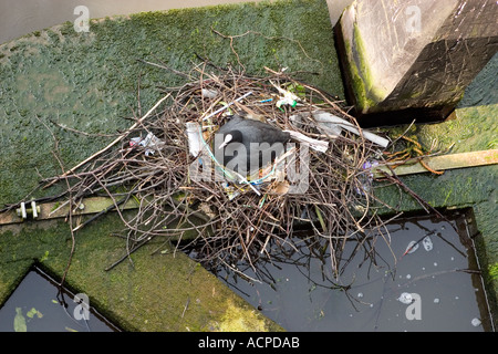 Foulque assis sur son nid en grande partie composé de détritus de la rue à côté de canal à Amsterdam Banque D'Images