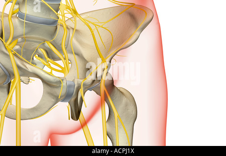 Les nerfs de la hanche Banque D'Images